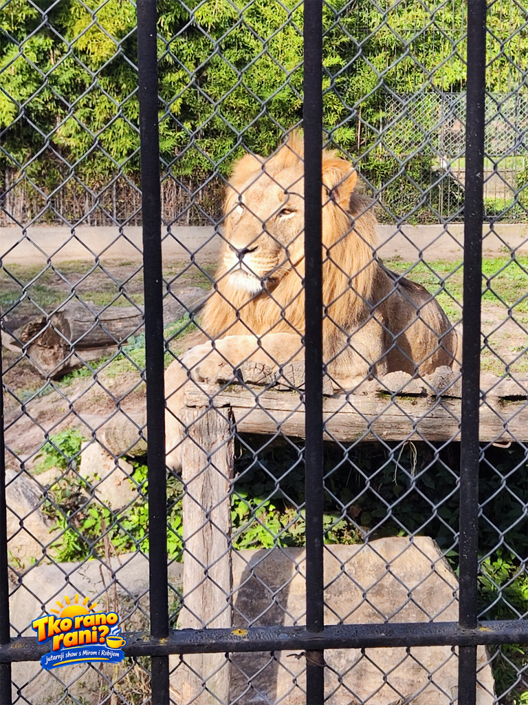 ZOO vrt Osijek lav