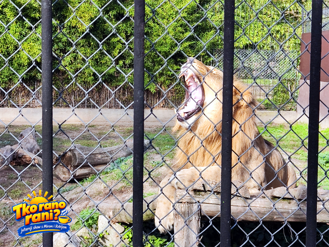 ZOO vrt Osijek, lav, kavez, Tko rano rani?