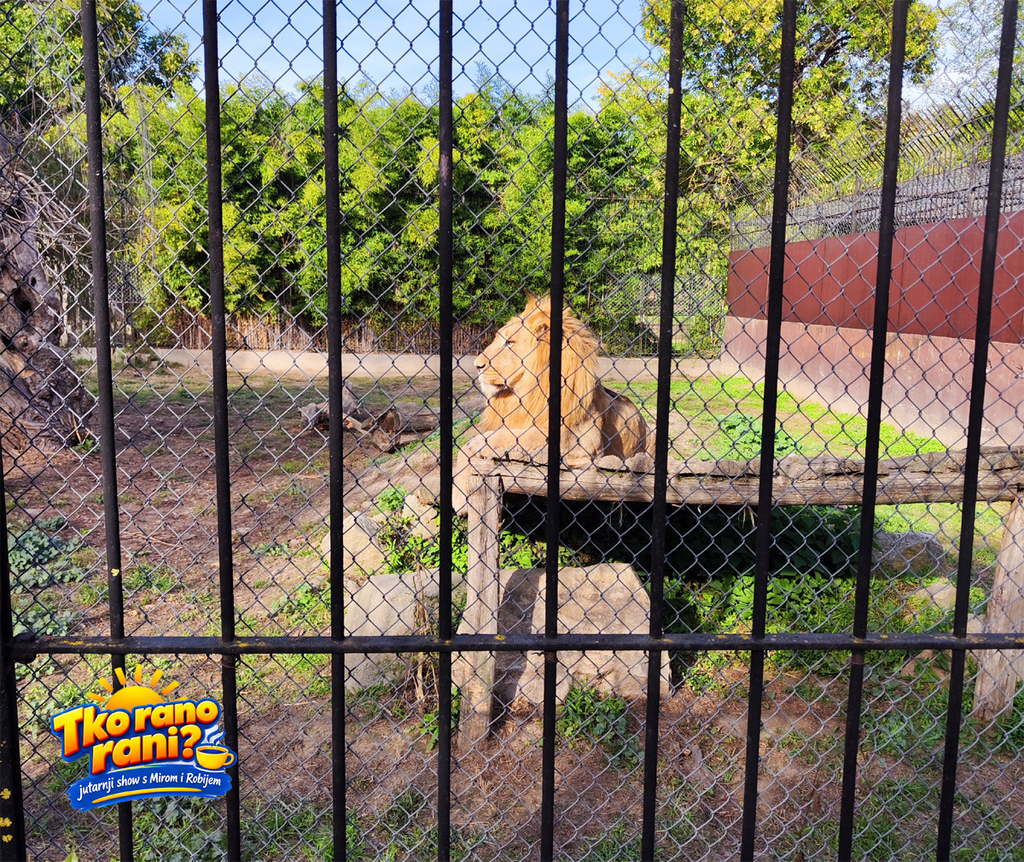 ZOO vrt Osijek kavez s lavom